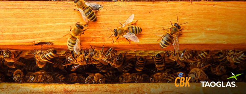 Taoglas connects bees and data to ensure optimum apiary health