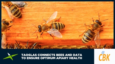 connected_bees_featured_image-400x225
