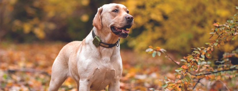 How to reduce the impact of RF interference on GNSS performance