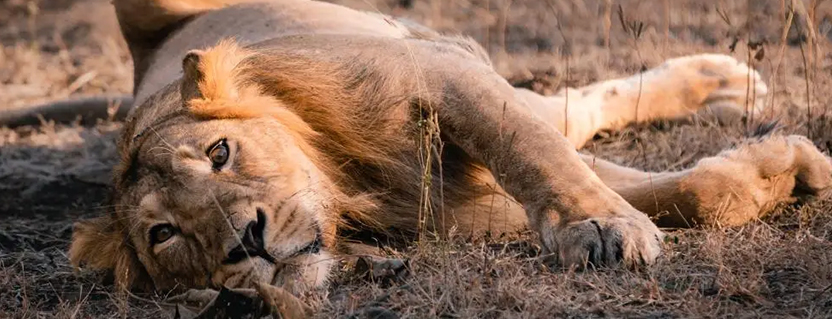 Tracking and monitoring endangered wildlife for conservation, digitally