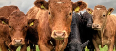 Cellular and GNSS Antennas for Virtual Livestock Fences and Smart Grazing