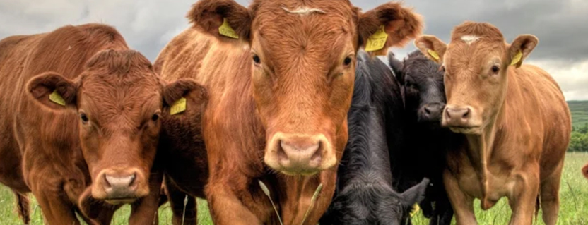 Cellular and GNSS Antennas for Virtual Livestock Fences and Smart Grazing